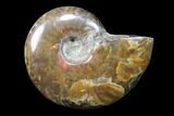 Lot: kg Iridescent, Red Flash Ammonites (-) - Pieces #82473-3